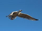 IMG 0206