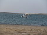 IMG 0264