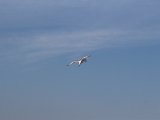 IMG 0265